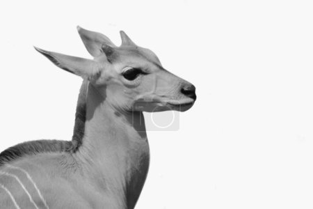 Cute antelope animals face isolated on the white background