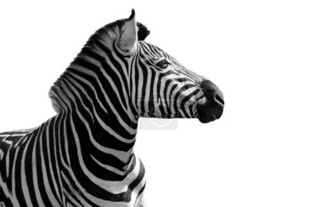 Wild Zebra Beautiful Closeup Face In The Simple White Background