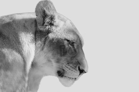 Cara de primer plano de cabeza de león femenina negra y blanca