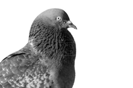 Schwarze Taube Nahaufnahme Gesicht auf dem weißen Hintergrund