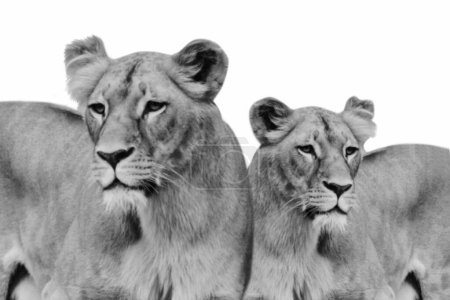 Wild lion standing together on the white background