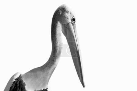 White Pelican Bird With Big Beak