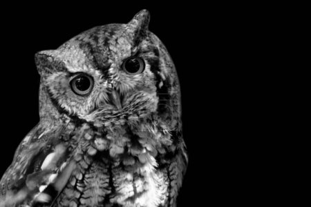 Eastern Screech Owl Portrait In The Dark Background