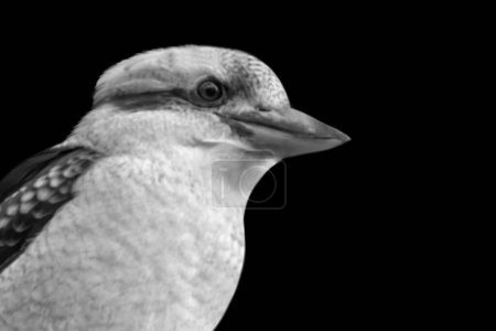 Téléchargez les photos : Riant Kookaburra oiseau Gros plan dans le fond sombre - en image libre de droit