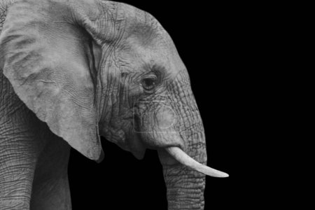 Wild Big Elephant Animals Closeup Face On The Black Background