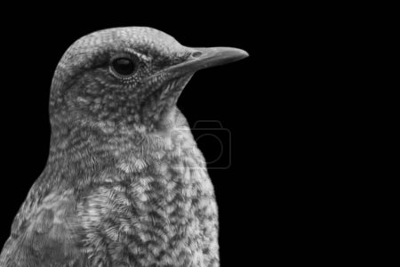 Cute Small Blackbird Closeup Face