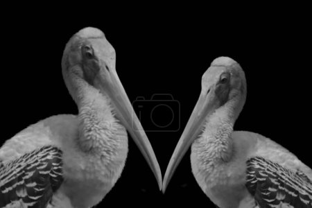 Zwei schöne Pelikanvögel im schwarzen Hintergrund