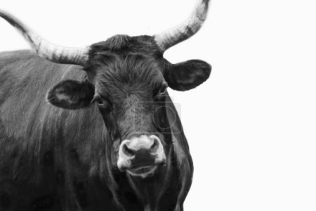 Lange Horn schwarze Kuh isoliert im weißen Hintergrund