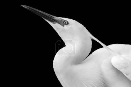 Téléchargez les photos : White Beautiful Egret Bird Closeup Face In The Black Background - en image libre de droit