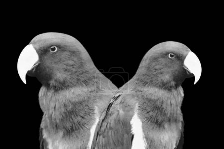 Two Couple Parrot Or Love Birds In The Black Background