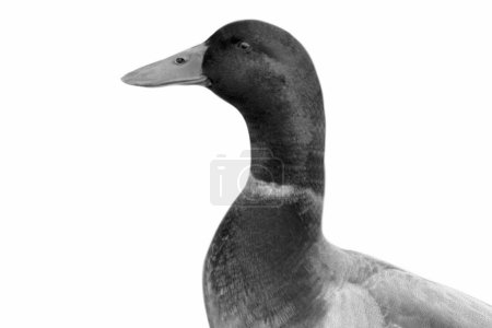 Mallard Black And White Duck Isolated In The White Background