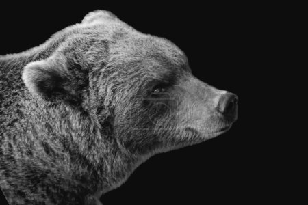 Foto de Salvaje negro oso pardo cara de peligro en el fondo negro - Imagen libre de derechos