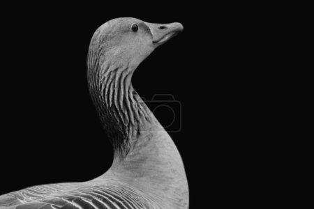 Goose Head Closeup Face In The Black Background