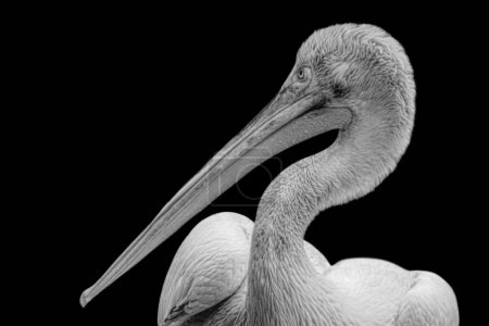 Beautiful White Pelican Bird With Big Beak And Pelican On The Black Background