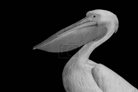 Grand portrait d'oiseau pélican blanc en arrière-plan sombre