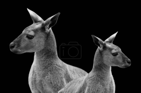 Two Beautiful Kangaroo Face In The Dark Background