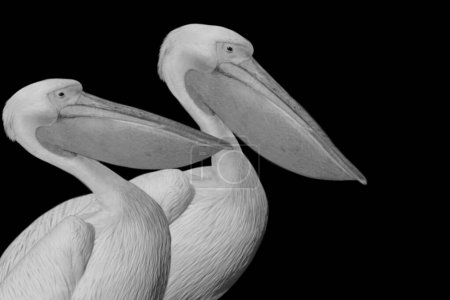 Beautiful Big Hunting Pelican Birds In The Black Background