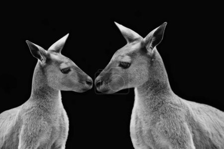 Foto de Dos hermosa pareja canguro beso en el negro fondo - Imagen libre de derechos