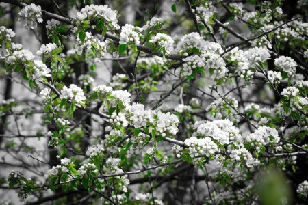 Téléchargez les photos : White flowers of blooming tree in springtime, black and white inmage with selected green colour - en image libre de droit