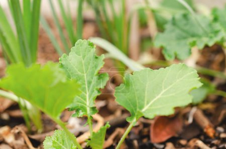 Téléchargez les photos : Gros plan sur une jeune plante de chou vert dans le jardin. - en image libre de droit