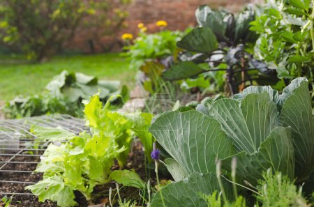 Téléchargez les photos : Jardin potager bio avec des plantes vertes et des fleurs poussant dans le sol. - en image libre de droit