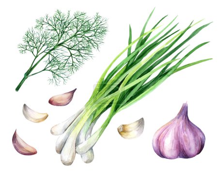 Set aus grünen Zwiebeln, frischem Dill und Knoblauch isoliert auf weißem Hintergrund. Food-Konzept. Handgezeichnete Aquarell-Illustration auf weißem Hintergrund