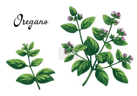 Fresh oregano or marjoram vetocchi with leaves isolated on white background. Vector illustration in eps 10. Suitable for menu, recipe and cookbook 