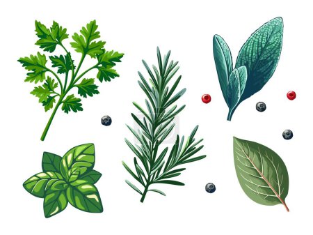 Illustration for A set of spicy spices and herbs with basil, rosemary, parsley, bay leaf and sage isolated on white background. Vector illustration in eps 10. Suitable for menu, recipe and cookbook - Royalty Free Image