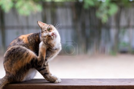 Foto de Los ojos de un gato callejero mirando, mientras juega con su piel. - Imagen libre de derechos