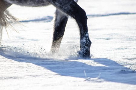 Caballo vagando por la nieve. Primer plano de los pies esponjosos fron en la nieve profunda en la sombra.