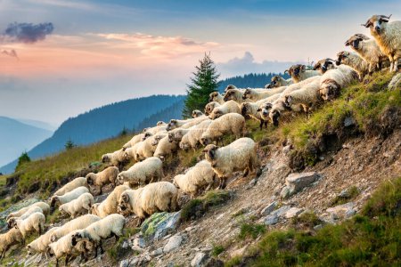Manada de ovejas descienden laderas en las montañas de los Cárpatos, Rumania, al atardecer