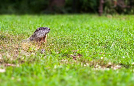 Groundhog watches the environment outside his burrow, in New Jersey. The groundhog Marmota monax is a rodent belonging to the group of large ground squirrels known as marmots
