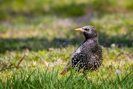 European Starling in grass against a blurred background. Native to Europe, but introduced into New York Central Park in the late 1890s, European Starling is one of North America most common birds