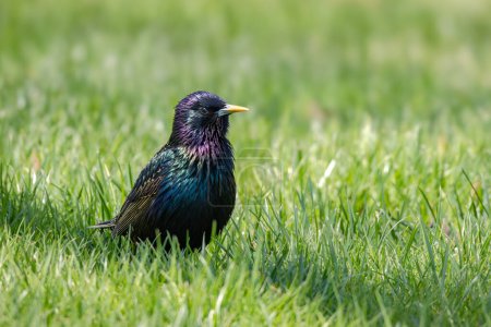 Breeding adult European Starling in grass against a blurred background. Native to Europe, introduced into NY Central Park in the late 1890s, European Starling is one of North America most common birds