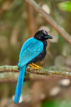 Yucatan Jay se posó en una rama sobre un fondo borroso. Cyanocorax yucatanicus es una especie de ave paseriforme de la familia Corvidae.