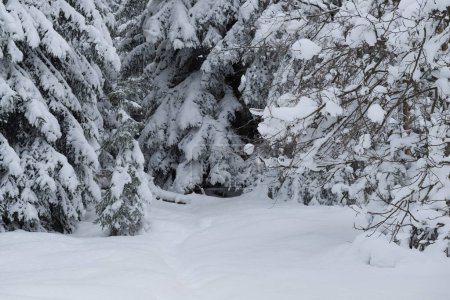Téléchargez les photos : Karkonosze Montagnes en Pologne en hiver. Les pentes des montagnes et les épinettes qui y poussent sont recouvertes d'une épaisse couche de neige. - en image libre de droit