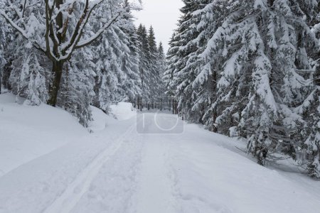 Photo for Karkonosze Mountains in Poland in winter. The slopes of the mountains and spruces growing on them are covered with a thick layer of snow. The branches of the trees bend under a thick layer of white down. It's a cloudy day. - Royalty Free Image
