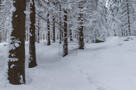 Téléchargez les photos : Karkonosze Montagnes en Pologne en hiver. Les pentes des montagnes et les épinettes qui y poussent sont recouvertes d'une épaisse couche de neige. Les branches des arbres se courbent sous une épaisse couche de duvet blanc. C'est une journée nuageuse. - en image libre de droit
