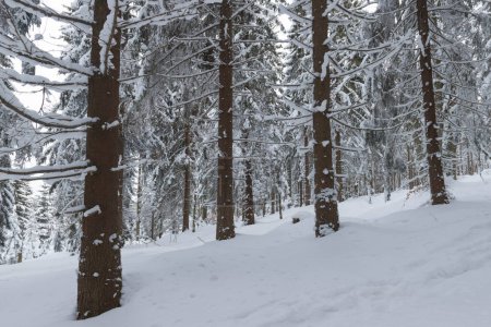 Téléchargez les photos : Karkonosze Montagnes en Pologne en hiver. Les pentes des montagnes et les épinettes qui y poussent sont recouvertes d'une épaisse couche de neige. Les branches des arbres se courbent sous une épaisse couche de duvet blanc. C'est une journée nuageuse. - en image libre de droit