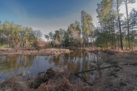 Photo for A small, unregulated river flowing through the forest. It is early spring, the time of thaw, the water level is high. The banks are covered with yellow, dry grass. - Royalty Free Image