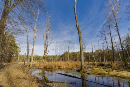 Photo for Spring thaws in the high forest. The unregulated river flowing nearby overflowed creating vast pools which are a natural reservoir of water. - Royalty Free Image