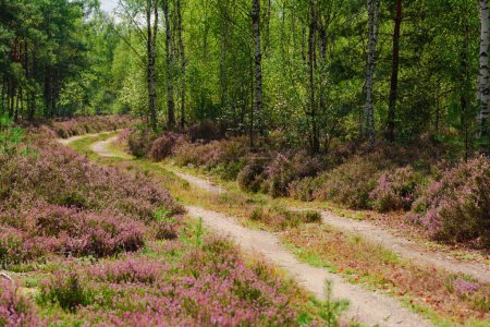 Téléchargez les photos : Forêt en automne. Le sol entre les arbres et les côtés des routes forestières est recouvert d'arbustes de bruyère couverts de petites fleurs violettes. - en image libre de droit