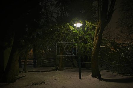 Winterabend im Park. Eine einsame elektrische Laterne, versteckt im Grün einer nahe gelegenen Thuja, erhellt die Dunkelheit mit ihrem hellen Licht. Der Boden ist mit einer Schneeschicht bedeckt.