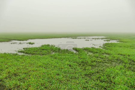 It's a foggy, gloomy morning. The field is covered with freshly emerging grain. In the middle you can see a vast pool.