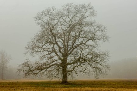 A vast plain on a snowless winter morning covered with yellow, dry grass. A thick fog hangs over the ground. A lonely, leafless tree can be seen in the fog.