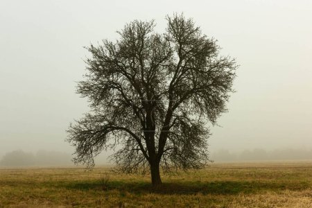 A vast plain on a snowless winter morning covered with yellow, dry grass. A thick fog hangs over the ground. A lonely, leafless tree can be seen in the fog.