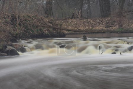Photo for A small, wild, unregulated river in a snowless winter. The water is dark brown in color. There is a tall, leafless forest growing around. A small foamy waterfall crosses the riverbed. - Royalty Free Image