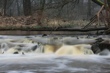 A small, wild, unregulated river in a snowless winter. The water is dark brown in color. There is a tall, leafless forest growing around. A small foamy waterfall crosses the riverbed.