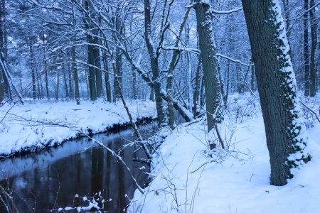 A small, wild, unregulated river in winter. The water is dark brown in color. There is a tall, leafless forest growing around. The banks and trees are covered with a layer of snow.