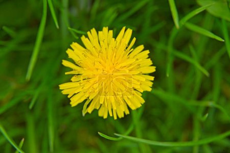 Yellow dandelion flower against the background of green blades of grass.